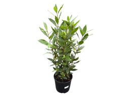 Laurel comestible, Laurus nobilis.