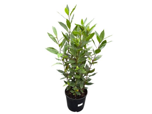 Laurel comestible, Laurus nobilis.