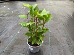 Louro comestível, Laurus nobilis.