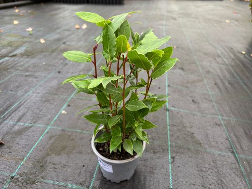 Louro comestível, Laurus nobilis.