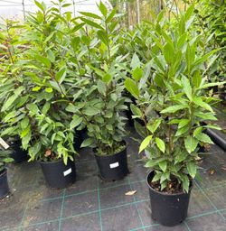 Laurel comestible, Laurus nobilis.