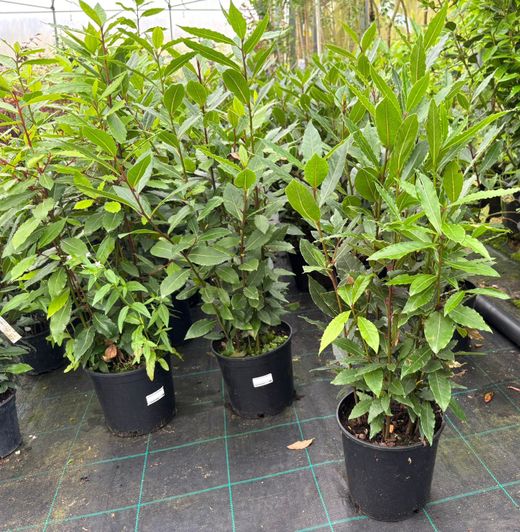 Laurel comestible, Laurus nobilis.
