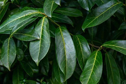 Laurel real, laurel cerezo, lauroceraso