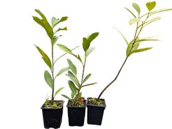 Laurel real, laurel cerezo, lauroceraso