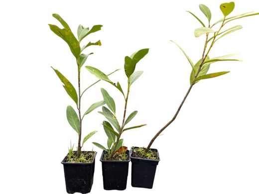 Laurel real, laurel cerezo, lauroceraso
