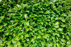 Laurel real, laurel cerezo, lauroceraso