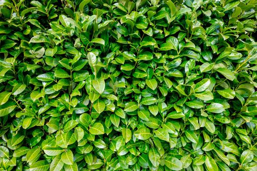 Laurel real, laurel cerezo, lauroceraso