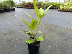 Laurel real, laurel cerezo, lauroceraso