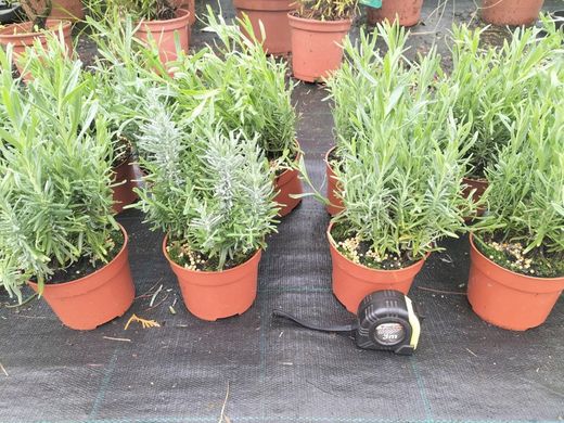 Lavandula angustifolia, lavande