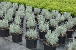 Lavandula angustifolia, lavande