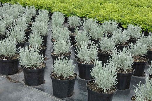 Lavandula angustifolia, lavande