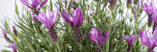 Lavandula stoechas en alveolo forestal