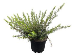 Leptospermum scoparium​