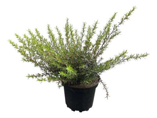 Leptospermum scoparium​