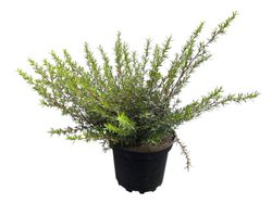 Leptospermum scoparium - Leptospermo