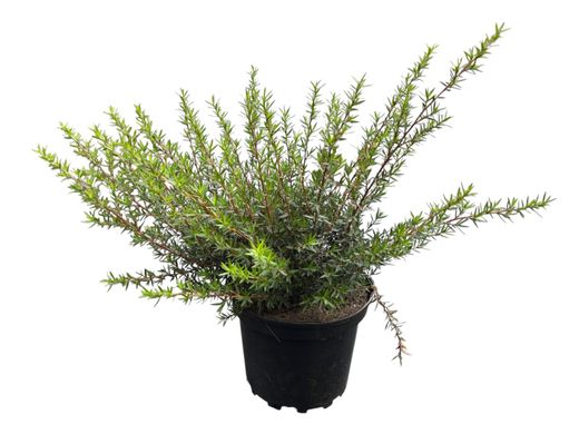 Leptospermum scoparium - Leptospermo
