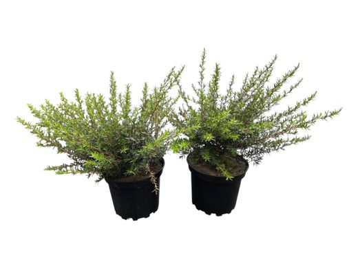 Leptospermum scoparium​