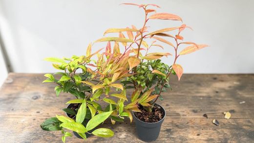 Leucotoe rojo