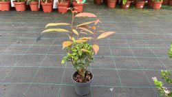 Leucotoe rojo