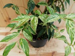 Leucotoe variegata, Leucothoe walteri "Rainbow"