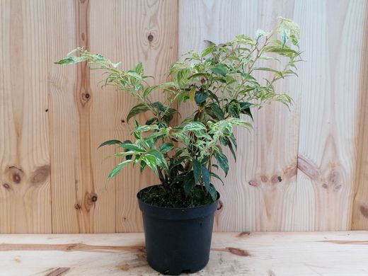 Leucotoe variegata, Leucothoe walteri "Rainbow"