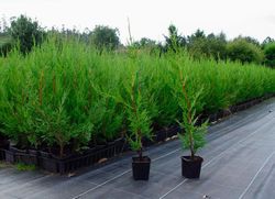 Leylandis com altura 40/50 cm.