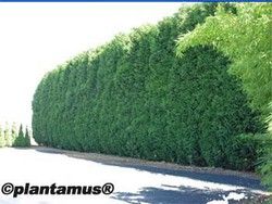 Leylandis com altura 40/50 cm.