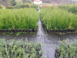 Leylandis en maceta de 11 cm (1 litro)