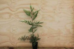 Leylandis en maceta de 11 cm (1 litro)