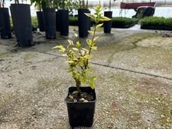 Ligustrum ovalifolium "Aureum" - aligustre de California variegado