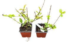 Ligustrum ovalifolium "Aureum" - aligustre de California variegado