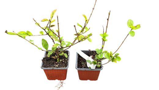 Ligustrum ovalifolium "Aureum" - aligustre de California variegado