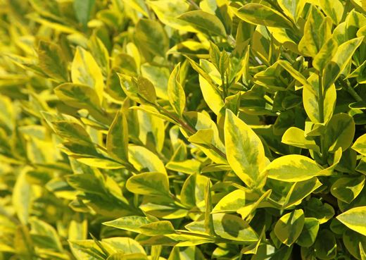 Ligustrum ovalifolium "Aureum" - aligustre de California variegado