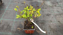 Ligustrum ovalifolium "Aureum" - aligustre de California variegado