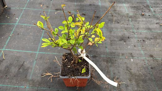 Ligustrum ovalifolium "Aureum" - aligustre de California variegado