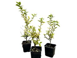 Ligustrum ovalifolium "Aureum" - aligustre de California variegado