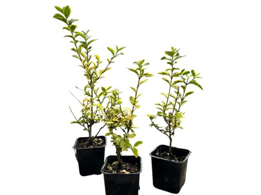 Ligustrum ovalifolium "Aureum" - aligustre de California variegado