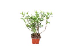 Ligustrum vulgare