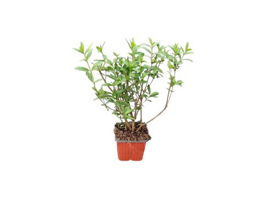Ligustrum vulgare