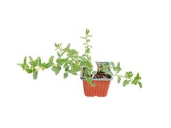 Lila de California, ceanoto, Ceanothus thyrsiflorus repens
