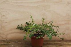 Lila de California, ceanoto, Ceanothus thyrsiflorus repens