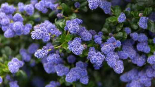 Lila de California, ceanoto, Ceanothus thyrsiflorus repens