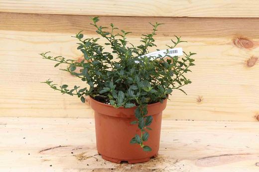 Lila de California, ceanoto, Ceanothus thyrsiflorus repens