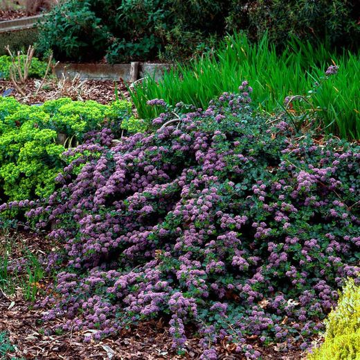 Lila de California, ceanoto, Ceanothus thyrsiflorus repens