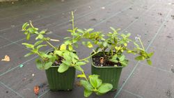 Lila de California, ceanoto, Ceanothus thyrsiflorus repens