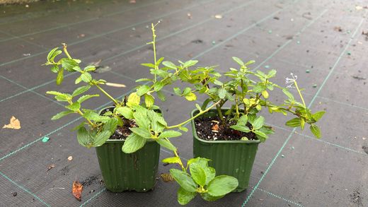 Lila de California, ceanoto, Ceanothus thyrsiflorus repens