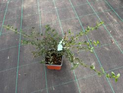Lila de California, ceanoto, Ceanothus thyrsiflorus repens