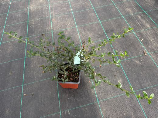 Lila de California, ceanoto, Ceanothus thyrsiflorus repens