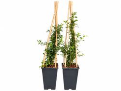 Califórnia lilás, ceanoto, Ceanothus thyrsiflorus repens