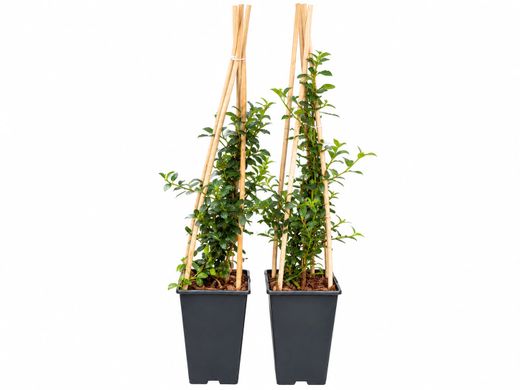 Califórnia lilás, ceanoto, Ceanothus thyrsiflorus repens